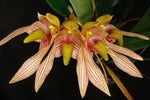 Carica l'immagine nel visualizzatore Galleria, Bulbophyllum bicolor