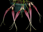 Carica l'immagine nel visualizzatore Galleria, Bulbophyllum biflorum