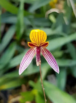 Carica l'immagine nel visualizzatore Galleria, Bulbophyllum bolsteri