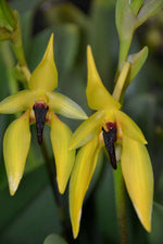 Carica l'immagine nel visualizzatore Galleria, Bulbophyllum caranculatum