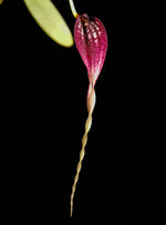 Carica l'immagine nel visualizzatore Galleria, Bulbophyllum contortisepalum red