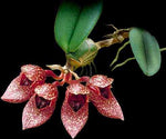 Carica l'immagine nel visualizzatore Galleria, Bulbophyllum frostii