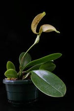 Carica l'immagine nel visualizzatore Galleria, Bulbophyllum grandiflorum