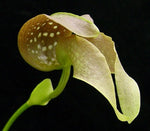 Carica l'immagine nel visualizzatore Galleria, Bulbophyllum grandiflorum