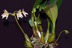Carica l'immagine nel visualizzatore Galleria, Bulbophyllum guttulatum