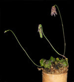 Carica l'immagine nel visualizzatore Galleria, Bulbophyllum lemniscatoides