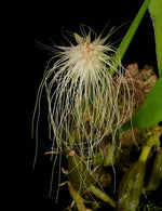 Carica l'immagine nel visualizzatore Galleria, Bulbophyllum medusae