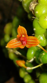 Carica l'immagine nel visualizzatore Galleria, Bulbophyllum moniliforme