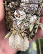 Carica l'immagine nel visualizzatore Galleria, Bulbophyllum polliculosum
