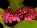 Carica l'immagine nel visualizzatore Galleria, Bulbophyllum pulchellum