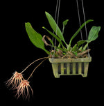 Carica l'immagine nel visualizzatore Galleria, Bulbophyllum sanguineopunctatum