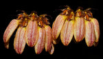Carica l'immagine nel visualizzatore Galleria, Bulbophyllum sikkimense
