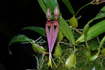 Carica l'immagine nel visualizzatore Galleria, Bulbophyllum biflorum