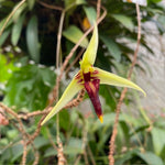 Chargez l'image dans la visionneuse de galerie, Bulbophyllum blumei