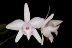 Carica l'immagine nel visualizzatore Galleria, Laeliocattleya (C. Pink Splash x L. rubescens)