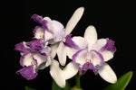 Carica l'immagine nel visualizzatore Galleria, Cattleya intermedia f. aquinii orlata coerulea