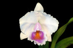 Carica l'immagine nel visualizzatore Galleria, Cattleya quadricolor