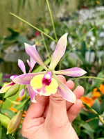 Carica l'immagine nel visualizzatore Galleria, Epicattleya René Marqués x Caularthron bicornutum