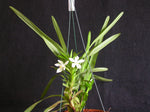 Carica l'immagine nel visualizzatore Galleria, Maxillaria camaridii