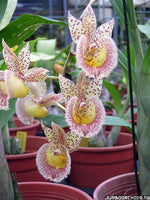 Carica l'immagine nel visualizzatore Galleria, Catasandra Jumbo Express 'Golden Elf' BM/TOGA