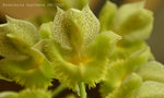 Carica l'immagine nel visualizzatore Galleria, Catasetum Pileabrosum Green 'Green Bat' × fimbriatum