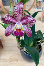 Carica l'immagine nel visualizzatore Galleria, Cattleya Brabantiae (Cattleya aclandiae × Cattleya loddigesii)