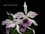 Carica l'immagine nel visualizzatore Galleria, Cattleya C. G. Roebling 'Blue Indigo' (C. gaskelliana × C. purpurata)