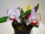 Carica l'immagine nel visualizzatore Galleria, Cattleya Cherry Bee (C. Cherry Chip × C. Beaufort) ‘Happy Field’ CTA-526