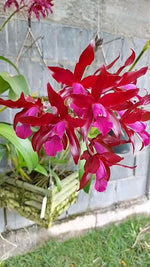 Carica l'immagine nel visualizzatore Galleria, Cattleya Chocolate Drop x Schomburgkia superba - Br Orquidea