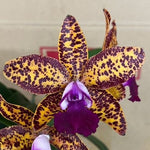 Carica l'immagine nel visualizzatore Galleria, Cattleya Leopard Lou 'Satay'