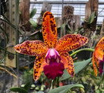 Carica l'immagine nel visualizzatore Galleria, Cattleya Leopard Lou 'Satay'