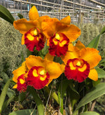 Carica l'immagine nel visualizzatore Galleria, Cattleya Nakornchaisri Delight