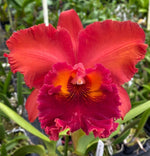 Carica l'immagine nel visualizzatore Galleria, Cattleya Nakornchaisri Red