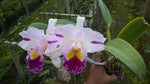 Carica l'immagine nel visualizzatore Galleria, Cattleya Patchara Fancy