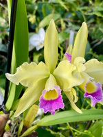Carica l'immagine nel visualizzatore Galleria, Cattleya Phryne (C. warscewiczii x L. xanthina)