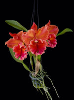 Carica l'immagine nel visualizzatore Galleria, Cattleya Phutawan Sunrise