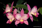 Carica l'immagine nel visualizzatore Galleria, Cattleya Pink Splash (C. Red Doll x C. intermedia)