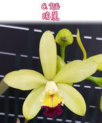 Carica l'immagine nel visualizzatore Galleria, Cattleya Rili