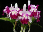 Carica l'immagine nel visualizzatore Galleria, Cattleya Taiwan Beauty (C. interglossa x C. shellie compton)