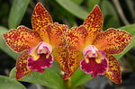 Carica l'immagine nel visualizzatore Galleria, Cattleya Warneri Leopard