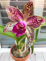 Carica l'immagine nel visualizzatore Galleria, Cattleya Warneri Leopard