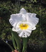 Carica l'immagine nel visualizzatore Galleria, Rhyncholaeliocattleya White Diamond