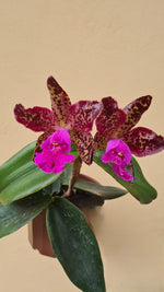 Carica l'immagine nel visualizzatore Galleria, Cattleya ((Whitei x schilleriana) x C. Aclandiae) - Br Orquidea