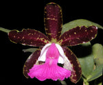 Carica l'immagine nel visualizzatore Galleria, Cattleya aclandiae x Pradit Spot x aclandiae - Br Orquidea
