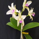 Carica l'immagine nel visualizzatore Galleria, Cattleya amethystoglossa f. semi alba - Br Orquidea