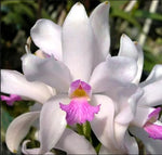Carica l'immagine nel visualizzatore Galleria, Cattleya amethystoglossa f. semi alba - Br Orquidea