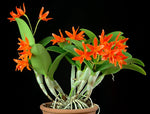 Carica l'immagine nel visualizzatore Galleria, Cattleya aurantiaca