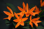Carica l'immagine nel visualizzatore Galleria, Cattleya aurantiaca