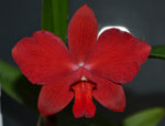 Carica l'immagine nel visualizzatore Galleria, Cattleya bicolor Alba x Sophronitis coccinea