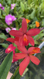 Carica l'immagine nel visualizzatore Galleria, (Cattleya bicolor x Sophronitis coccinea) x Epidendrum vitellinum